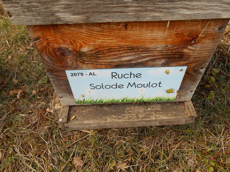 La ruche Solode Moulot